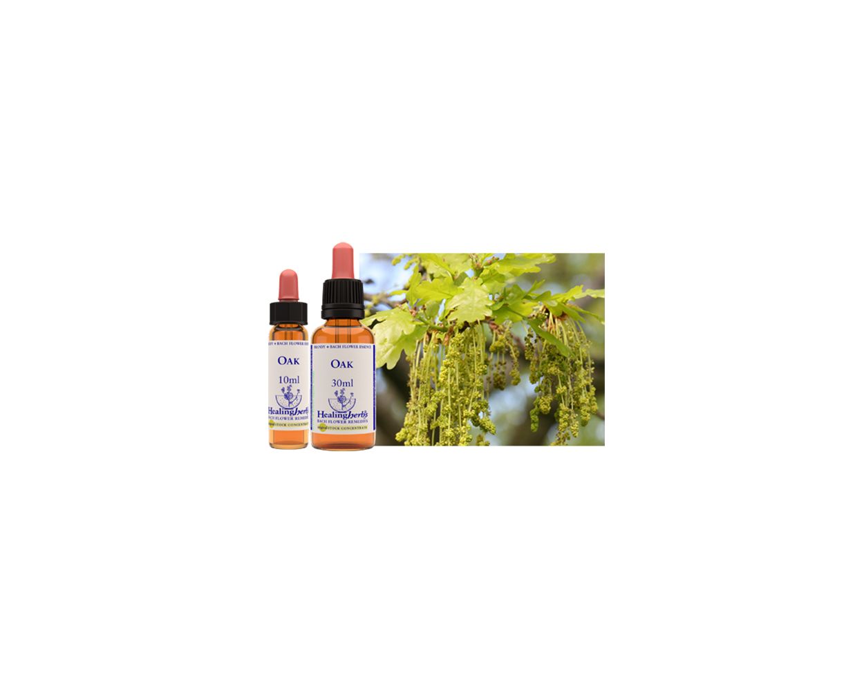 Healing Herbs Bach Oak 10ml