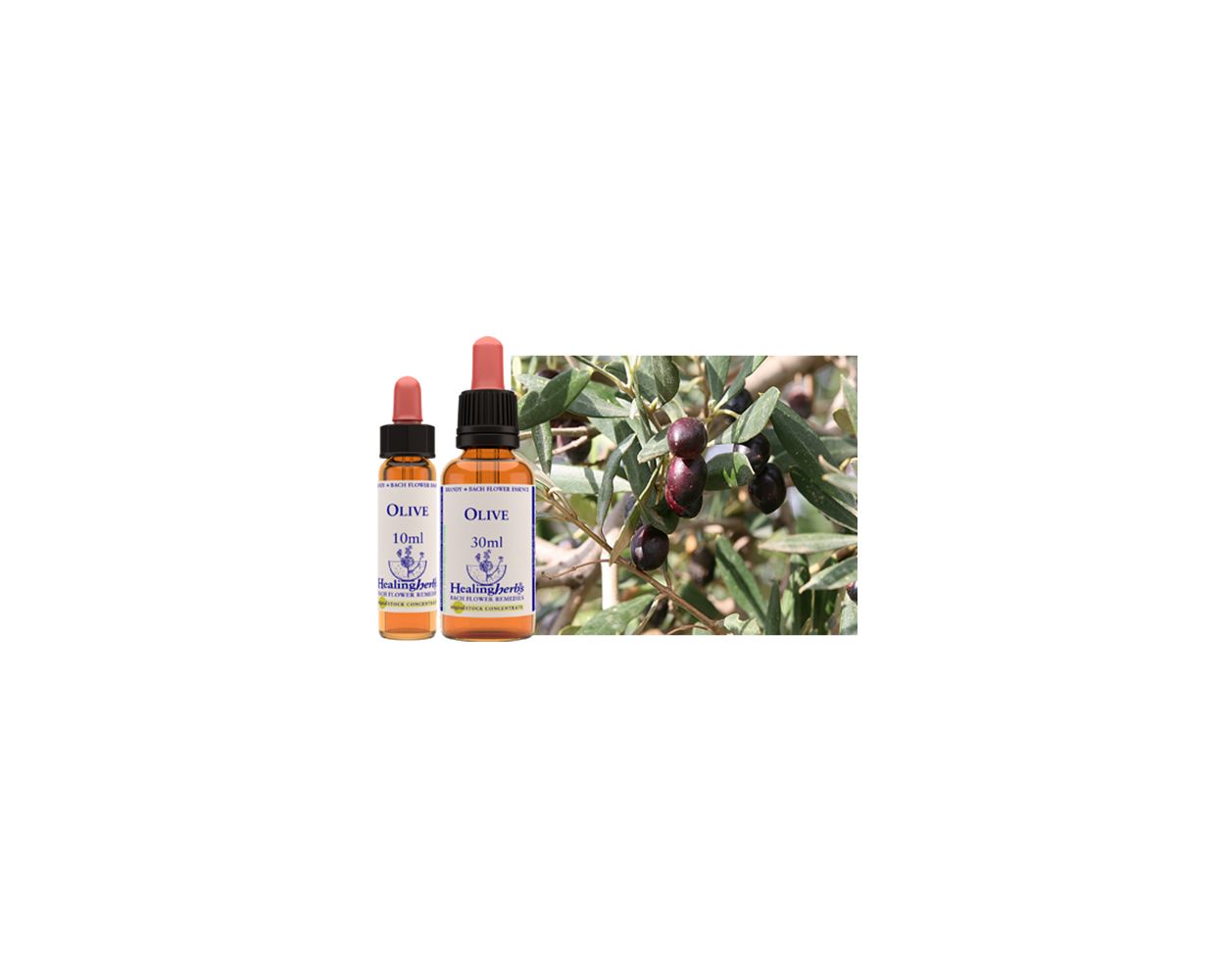 Healing Herbs Bach Olive 10ml