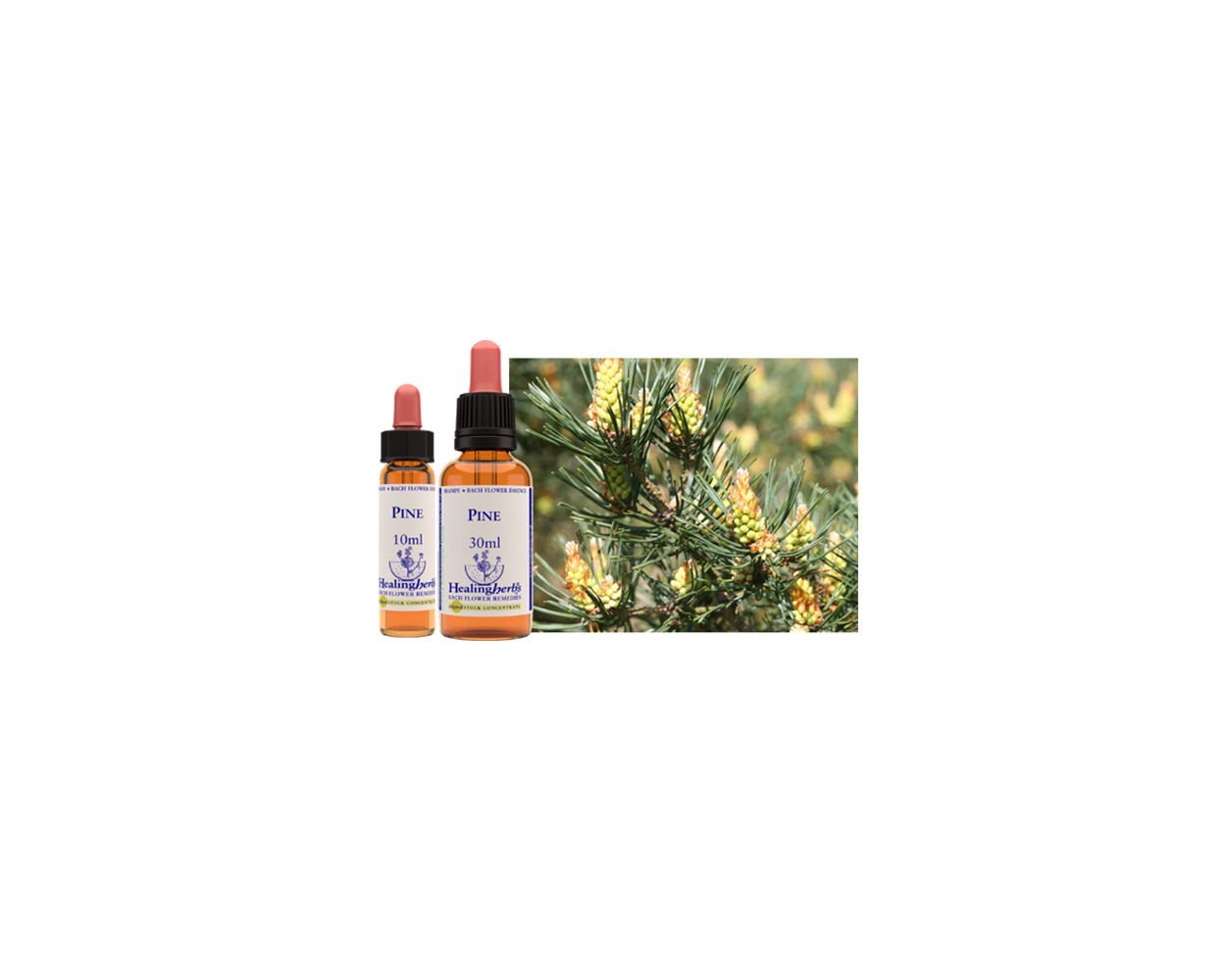 Healing Herbs Bach Pine 10ml