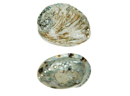 Abalone Shell 5-10cm (Rough)