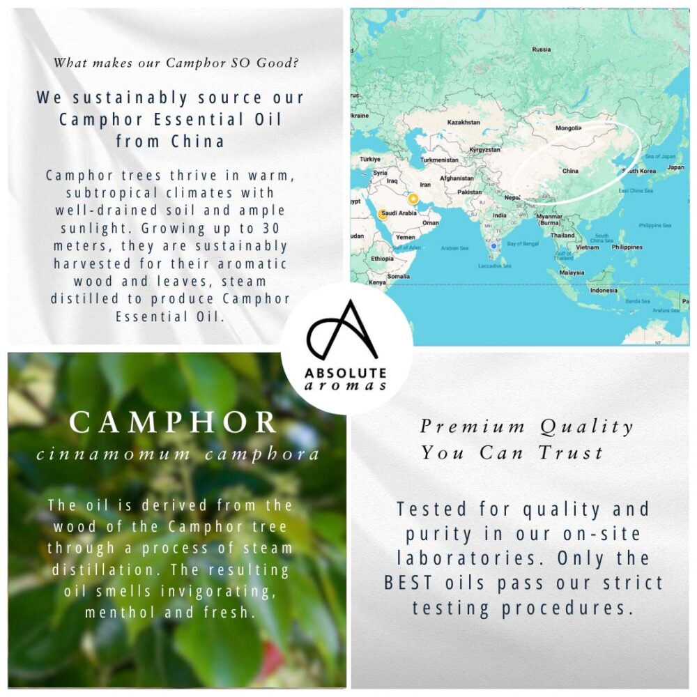 Absolute Aromas Camphor Oil 10ml