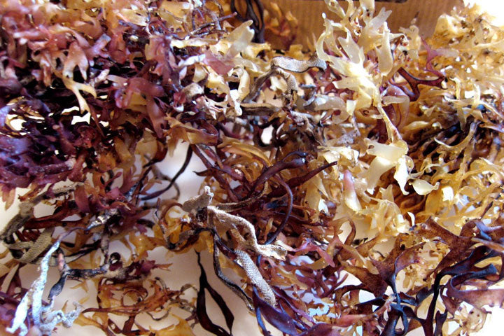 Carraig Fhada Irish Carrageen Moss 28g Polybag