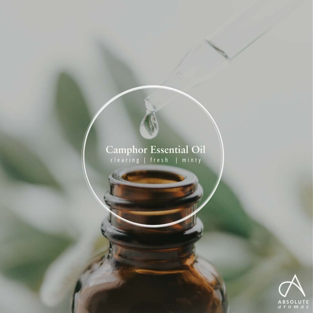 Absolute Aromas Camphor Oil 10ml