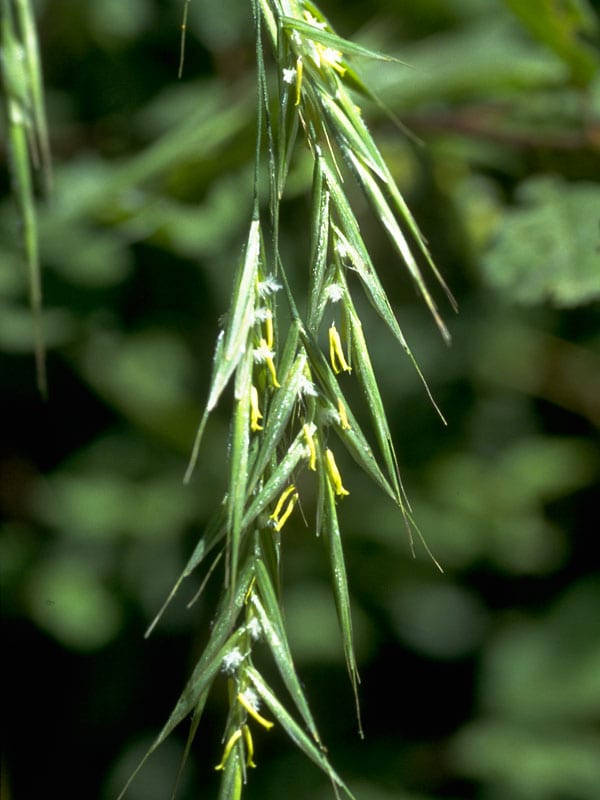 Healing Herbs Original Bach Flower Remedy Wild Oat 10ml