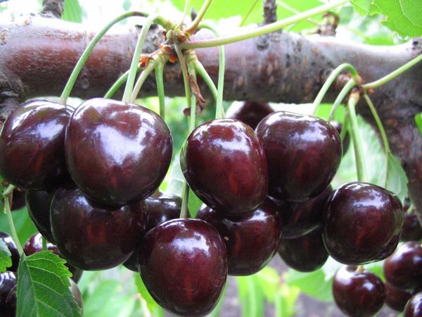 Rainbow Cherries Dark Red Natural 100g