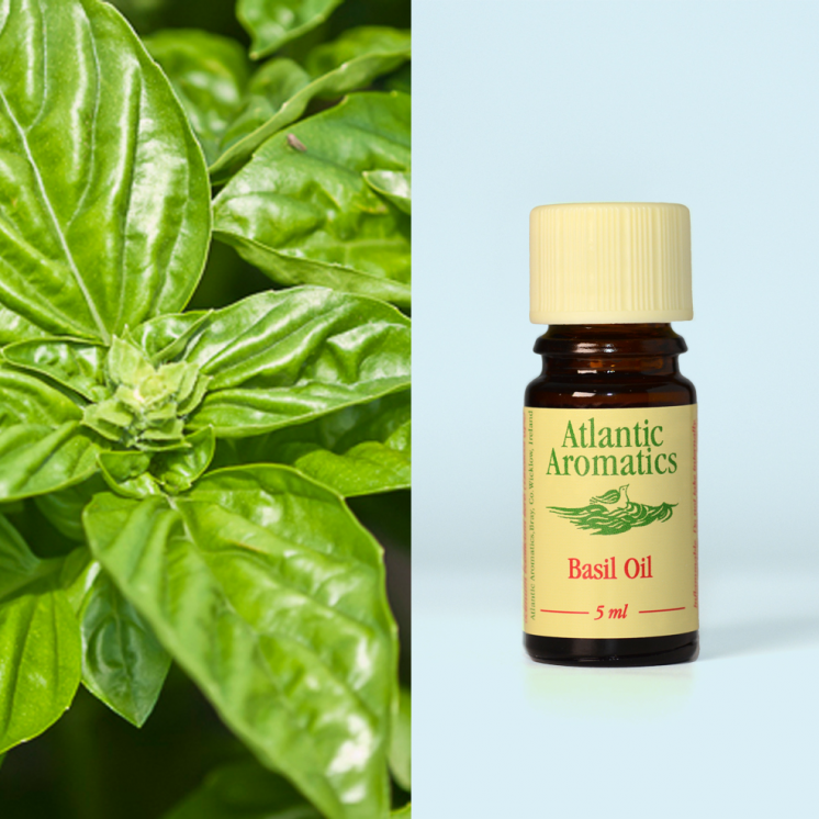 Atlantic Aromatics Basil Oil Organic 5ml