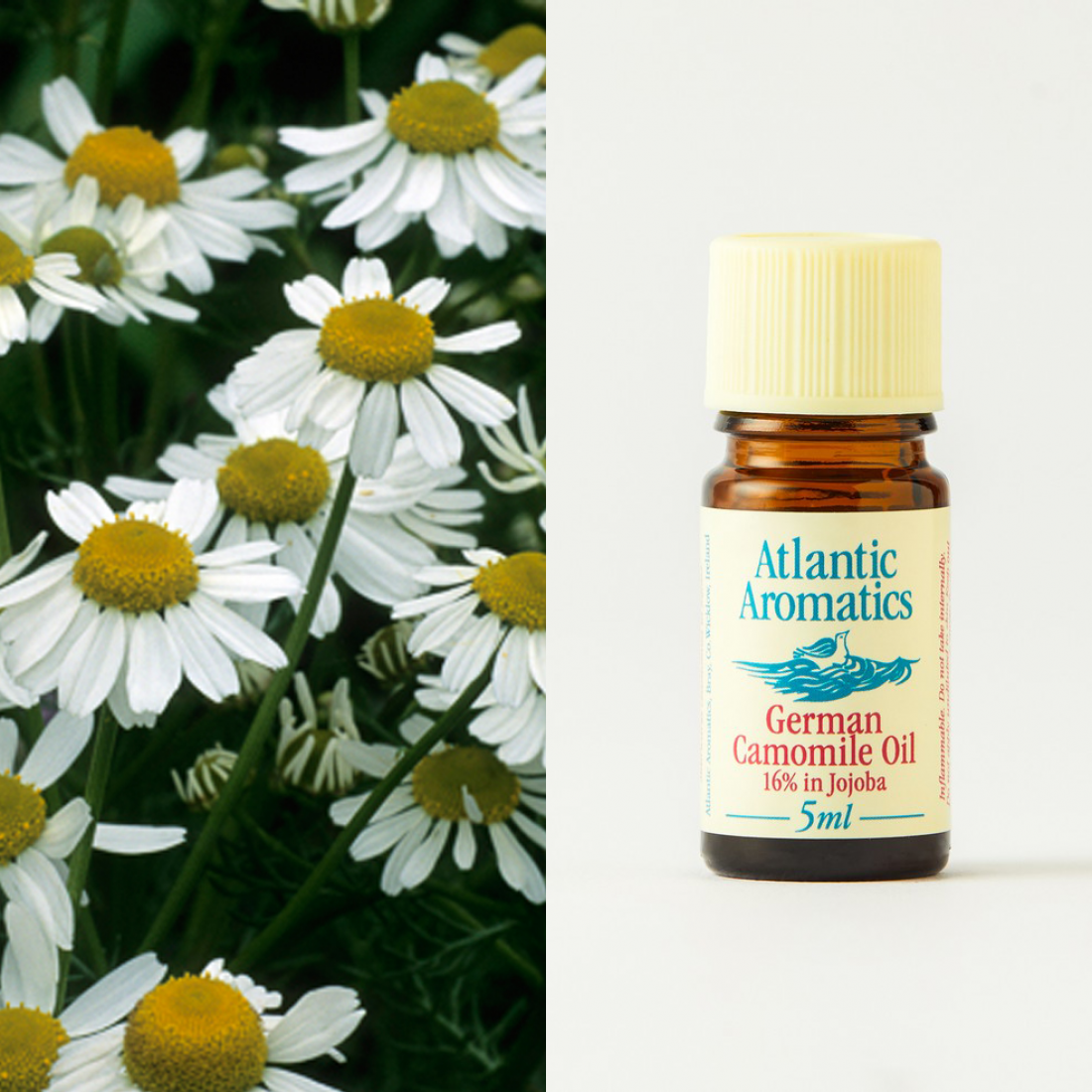 Atlantic Aromatics German Chamomile Oil Organic 5ml (16% in Jojoba)