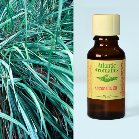 Atlantic Aromatics Citronella Oil