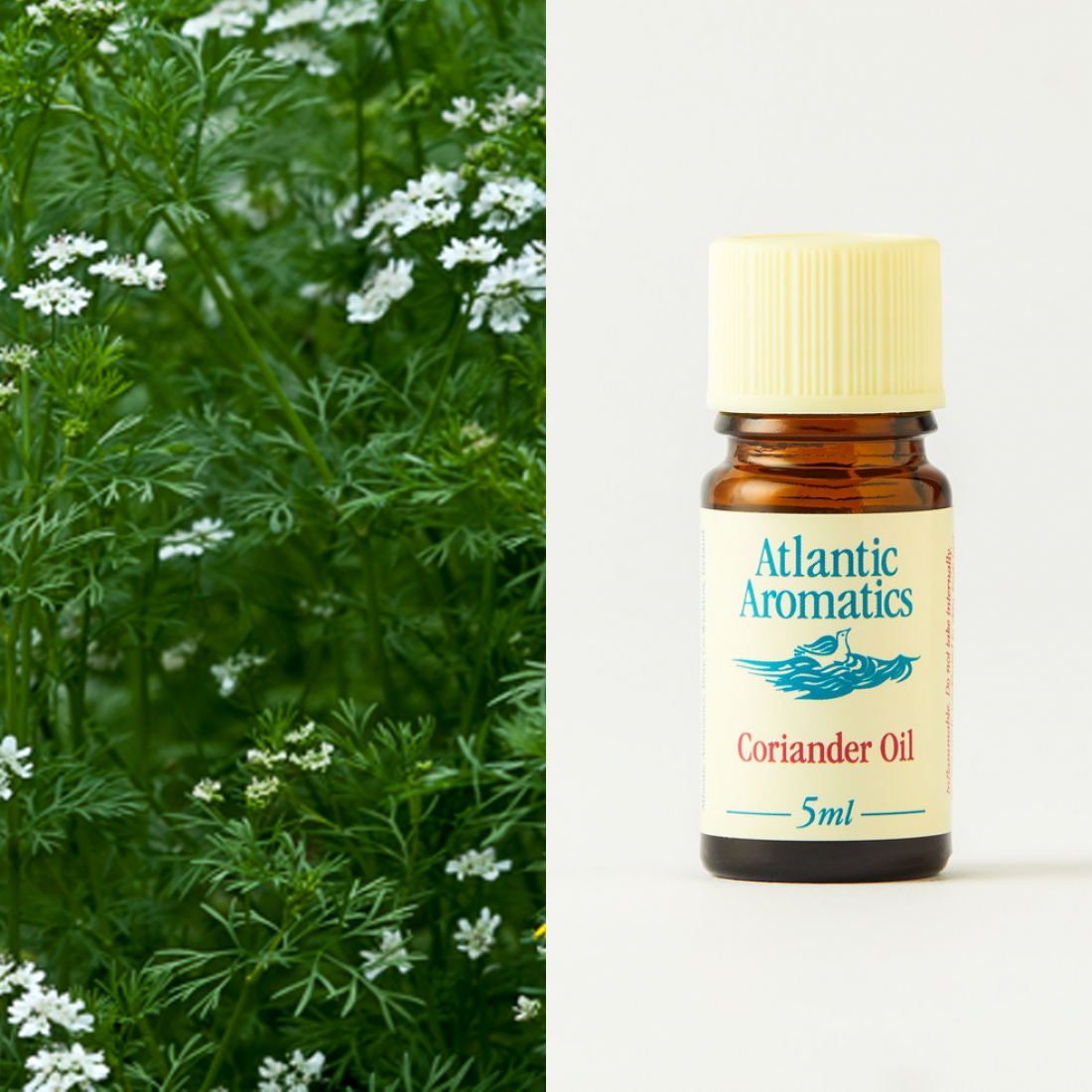 Atlantic Aromatics Coriander Oil 5ml