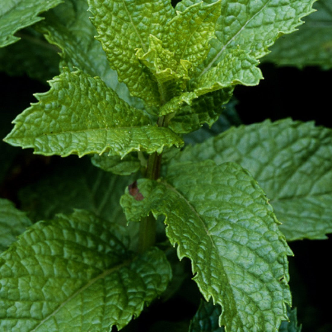 Atlantic Aromatics Organic Spearmint Oil 5ml