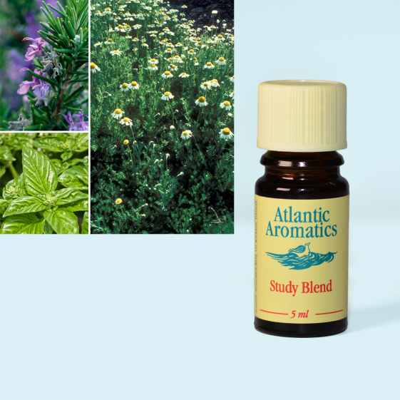 Atlantic Aromatics Study Blend