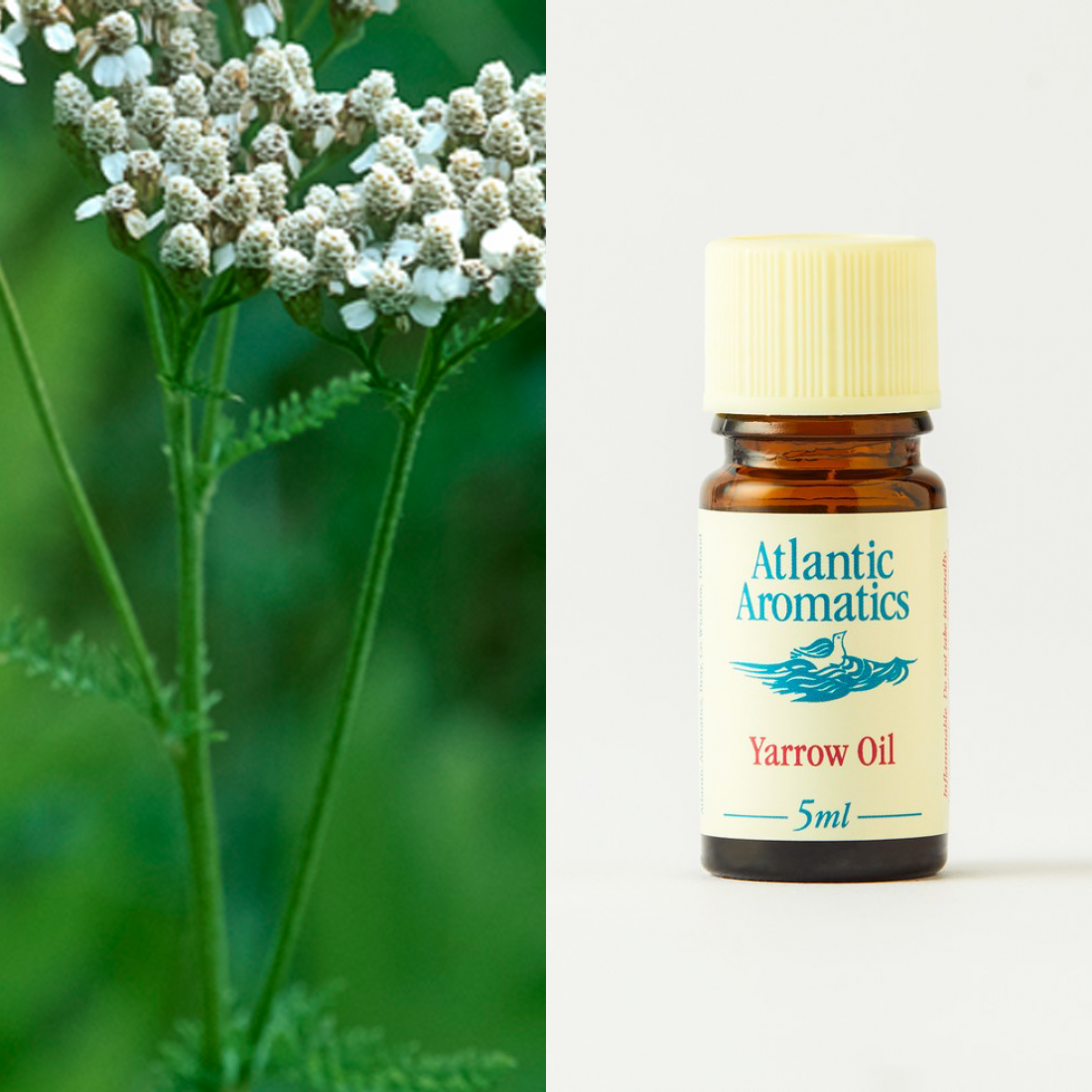 Atlantic Aromatics Yarrow Oil 5ml