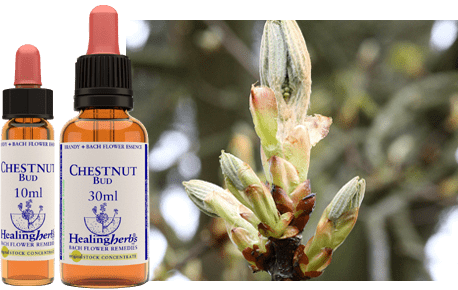 Nelsons Bach Flower Essence (Chestnut Bud)) 10ml