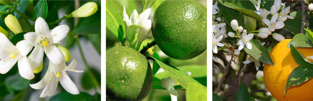 New Nordic Fruitin Gastro Gel (60 Chewable Tabs)