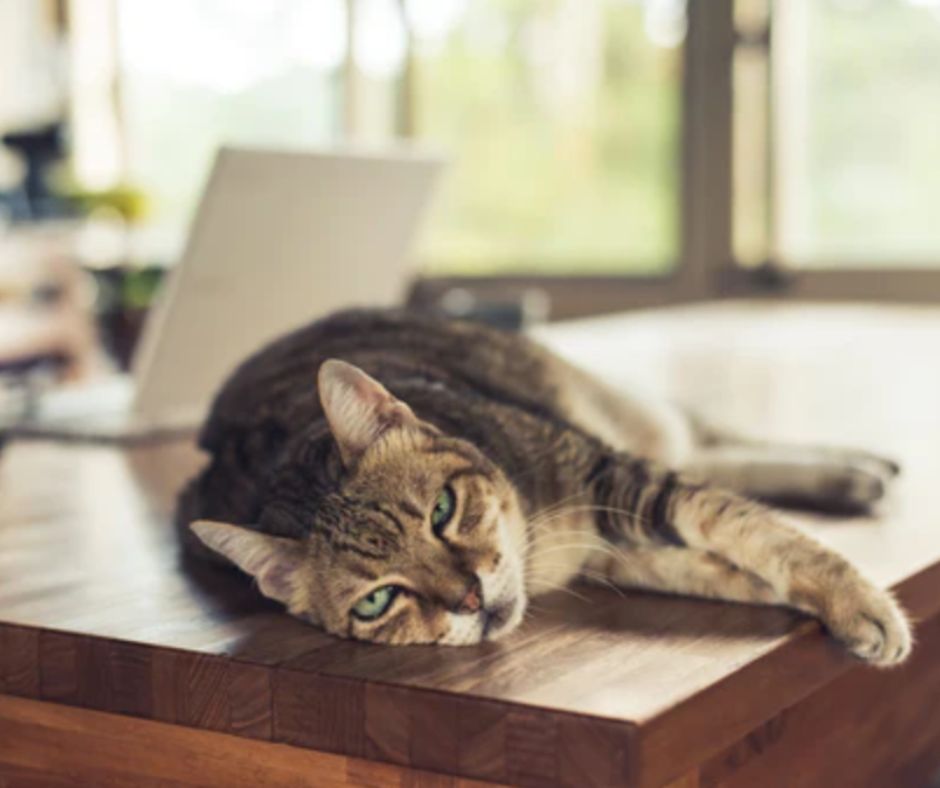 Cat Napping - Health Benefits