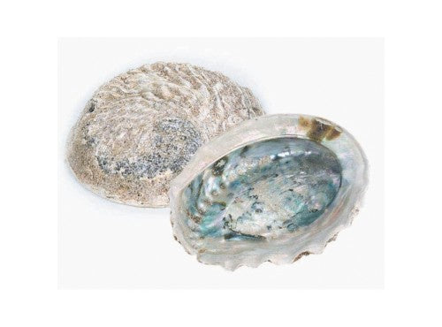 Abalone Shell 13-15cm (Rough)