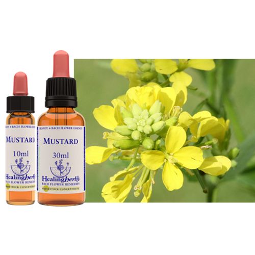 Healing Herbs Bach Flower Essence (Mustard) 10ml