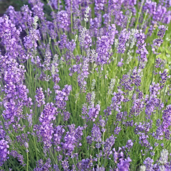 Vita Plantae Organic Lavender Flowers 50g