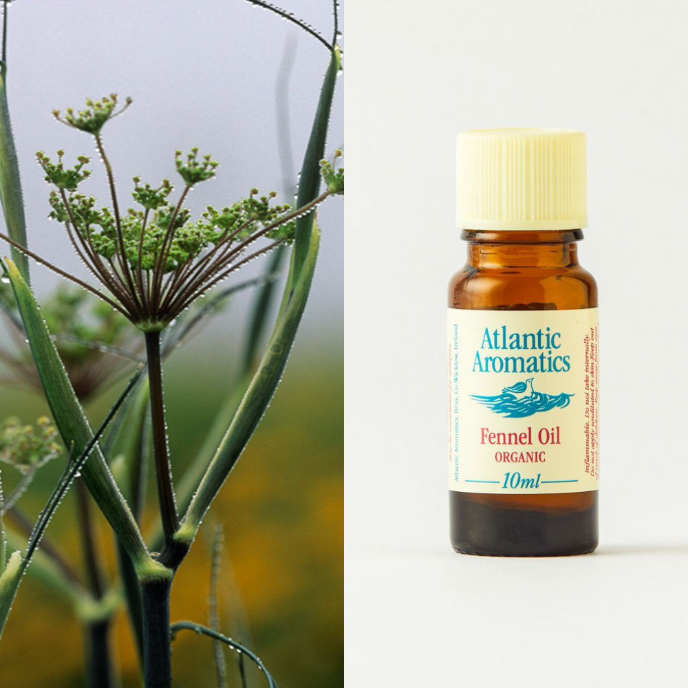 Atlantic Aromatics Fennel Oil Organic 10ml