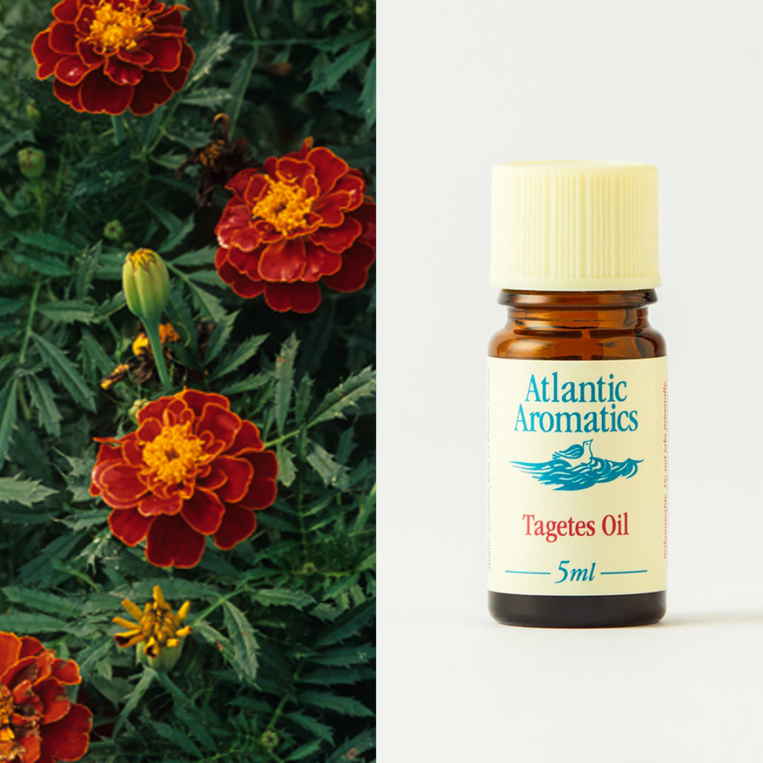 Atlantic Aromatics Tagetes Oil 5ml