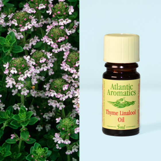 Atlantic Aromatics Thyme Linalool Oil