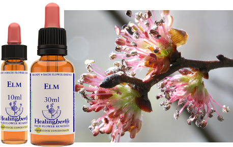 Healing Herbs Bach Elm 10ml